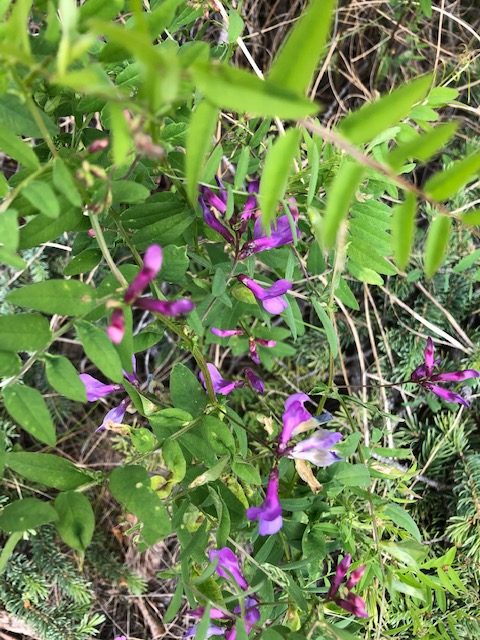 Wildflowers Of The Rocky Mountains